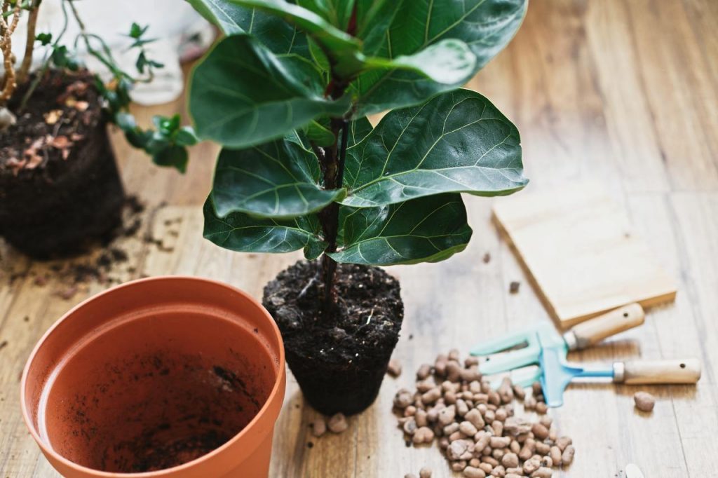 Фікус ліроподібний (Fiddle-leaf fig) — вирощування в домашніх умовах