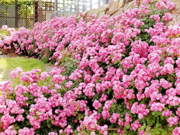 10 троянд безперервного цвітіння: перевірені та ефектні сорти
