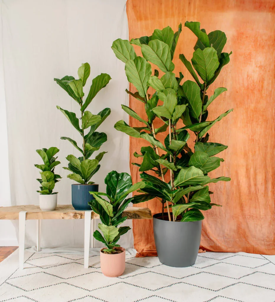 Фікус ліроподібний (Fiddle-leaf fig) — вирощування в домашніх умовах