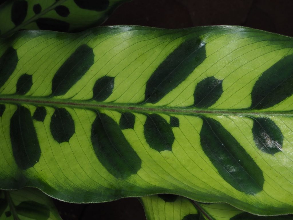 Калатея лансефолія (Goeppertia insignis) — вирощування в домашніх умовах