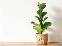 Фікус ліроподібний (Fiddle-leaf fig) — вирощування в домашніх умовах