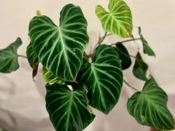 Филодендрон бородавчатий (Philodendron Verrucosum) — вирощування в домашніх умовах