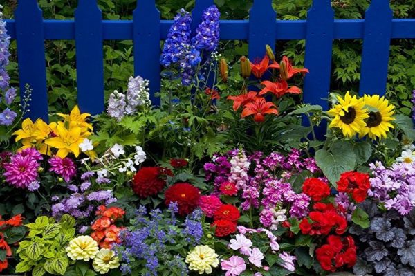 27 невибагливих квітів для садівників-початківців