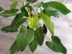 Філодендрон Ругозум — вирощування в домашніх умовах