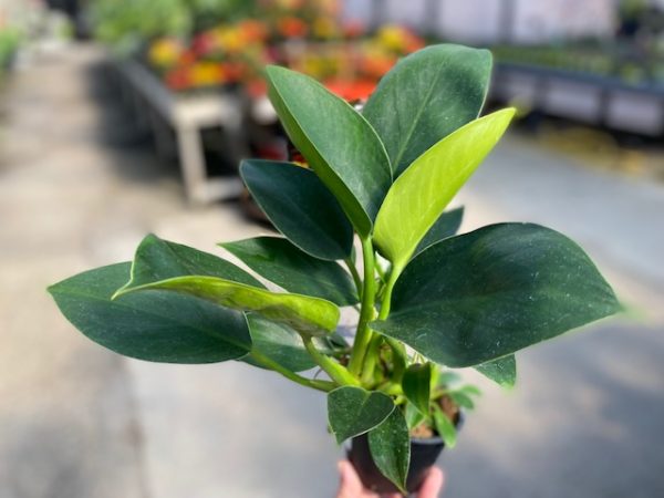 Філодендрон Міа (Зелена принцеса) — вирощування в домашніх умовах