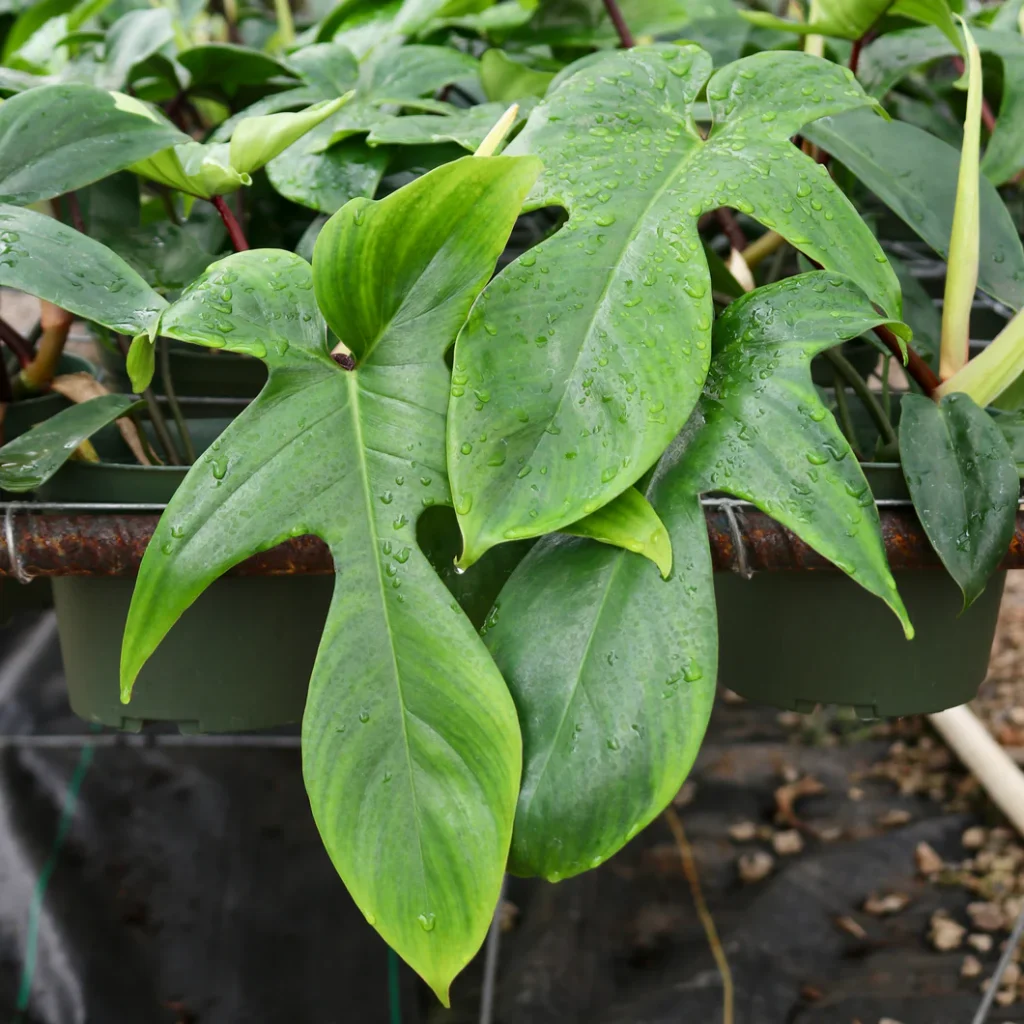 Філодендрон Флорида Грін (Florida Green) — вирощування в домашніх умовах