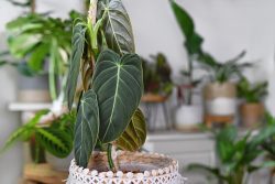 Філодендрон золотисто-чорний (Philodendron melanochrysum) — вирощування в домашніх умовах