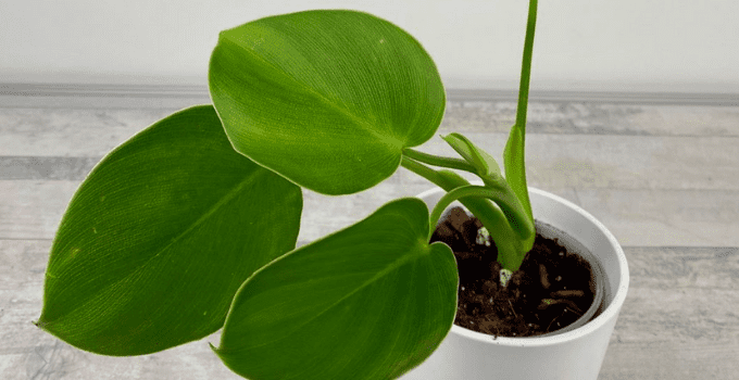 Філодендрон Ругозум — вирощування в домашніх умовах