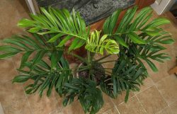 Monstera pinnatipartita