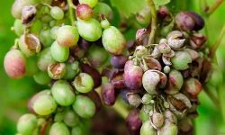 Захист винограду від грибкових захворювань