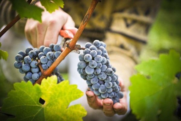 Як збирати Виноград