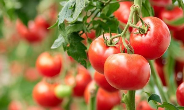 Помилки, що знижують урожай томатів