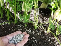 Літні підживлення овочевих культур у відкритому ґрунті