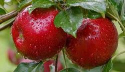 Захист яблуні від бактеріальної інфекції