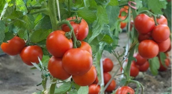 Помилки, що знижують урожай томатів