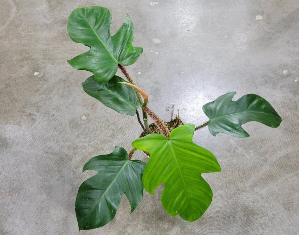 Філодендрон Скваміферум (Philodendron Squamiferum) — вирощування в домашніх умовах