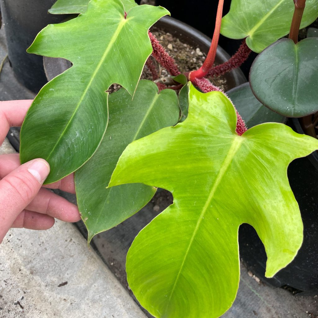 Філодендрон Скваміферум (Philodendron Squamiferum) — вирощування в домашніх умовах