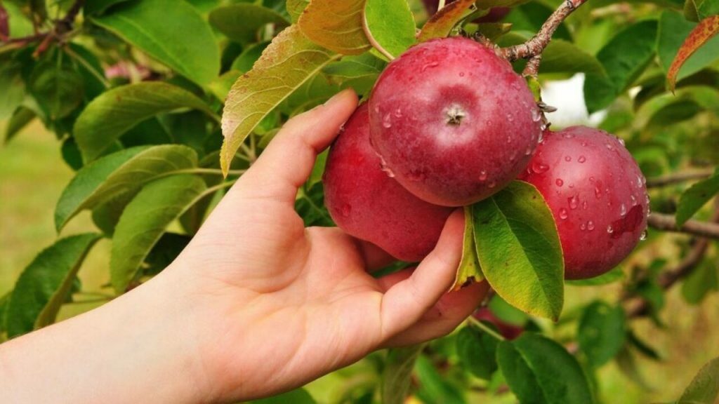 Як збирати Яблука