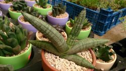 Сансев’єрія циліндрична (Dracaena angolensis) — вирощування в домашніх умовах
