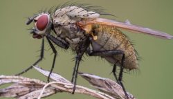 Як боротися з цибулевою мухою?