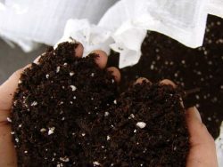 Як перевірити та покращити покупний ґрунт для розсади?