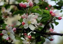 Чому яблуня цвіте, але не плодоносить?