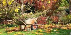 15 серйозних помилок, яких не можна допустити восени в саду
