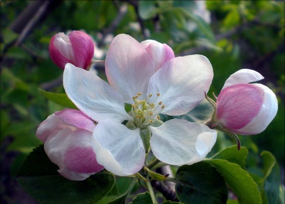 Чому яблуня цвіте, але не плодоносить?