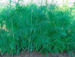 7 хитрощів вирощування кропу для тривалого вживання зелені