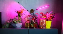 Правильна фітолампа - вибираємо освітлювальний прилад для досвітлення рослин