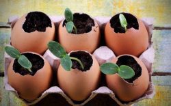 7 незвичайних способів вирощування розсади