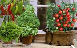 Міні-овочі на городі та підвіконні — чи варто їх вирощувати?