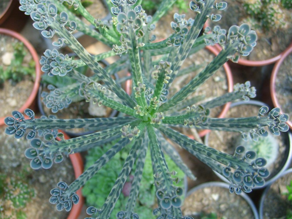 Каланхоэ трубкоцвітне — вирощування в домашніх умовах