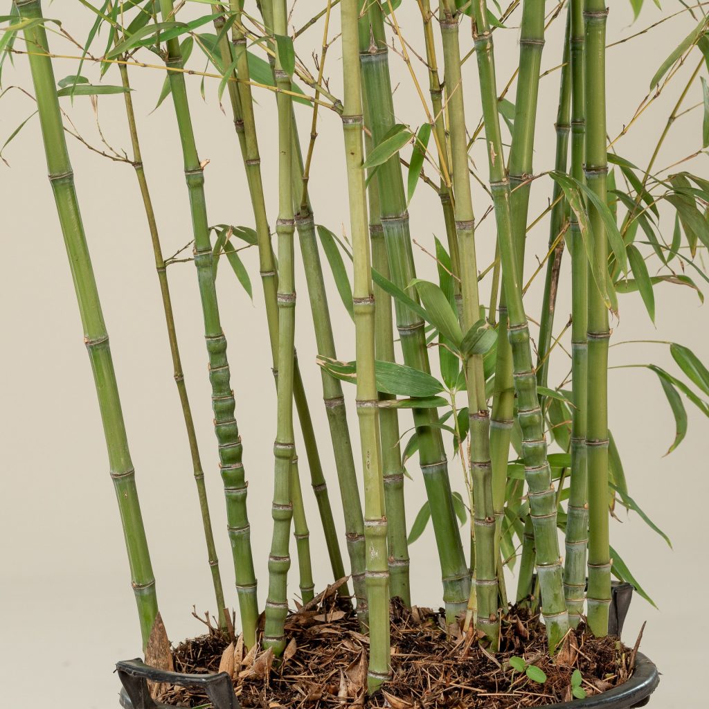 Бамбук золотий — вирощування в домашніх умовах