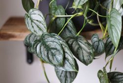 Philodendron brandtianum