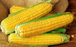 Корисна та смачна кукурудза – як правильно варити, запікати та заморожувати?