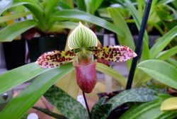 Орхідея Lady Slipper — вирощування в домашніх умовах
