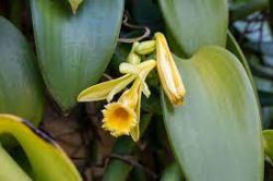 Ванільна орхідея (Vanilla Bean Orchid)